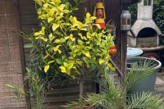 WhatsApp-Image-2026-04-28-at-17.46.41