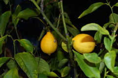 Zitronen im Wintergarten